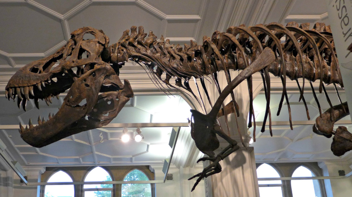 Manchester Museum Careers Takeover – PM session
